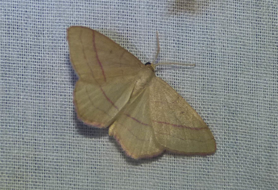 Rhodostrophia vibicaria - pirosszélű araszoló