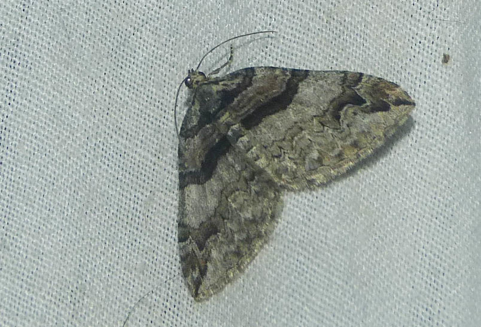Pareulype berberata - sóskafa-tarkaaraszoló