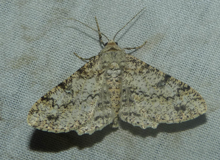 Ascotis selenaria - holdas faaraszoló