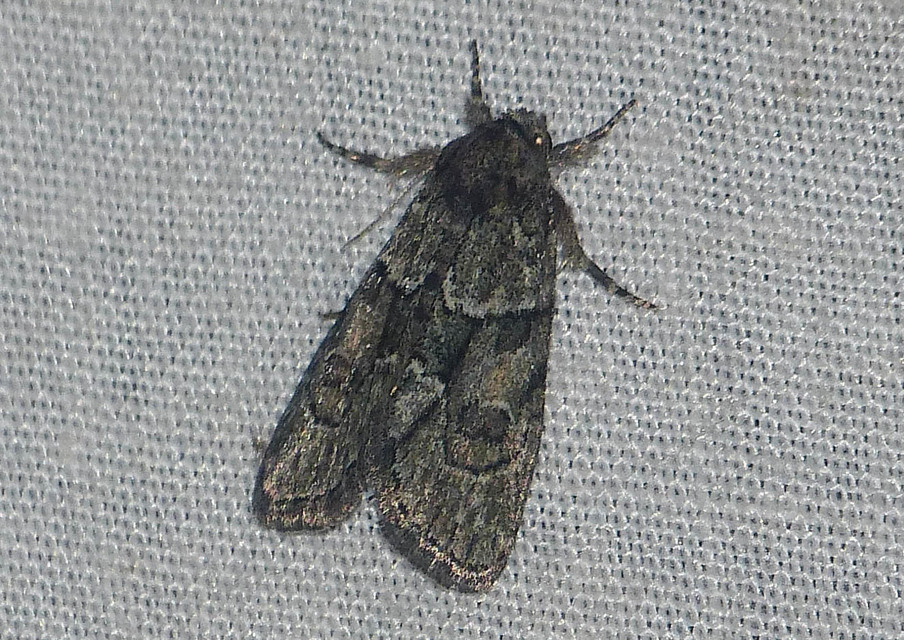 Cryphia fraudatricula - homoki zuzmóbagoly