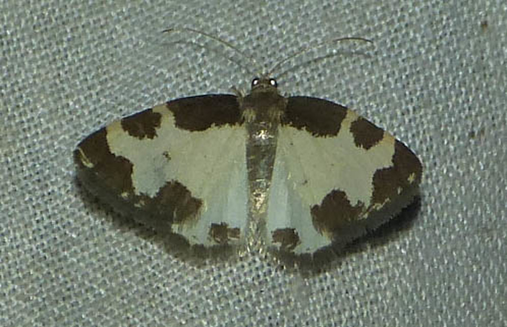 Lomaspilis marginata - szegélyes nyárfaaraszoló