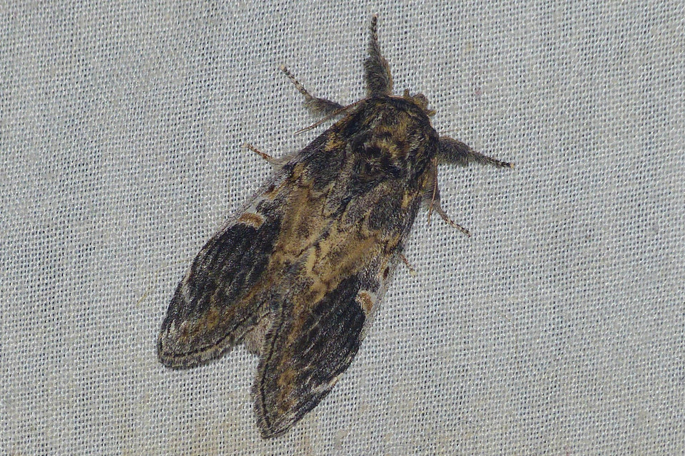 Notodonta tritophus - tarajos púposszövő