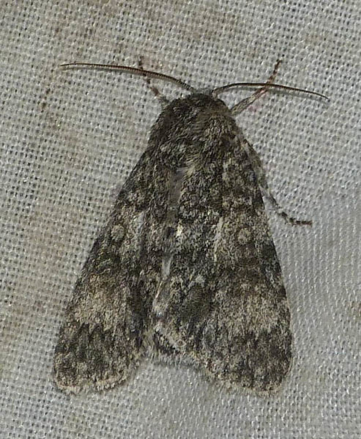 Acronicta megacephala - nagyfejű szigonyosbagoly