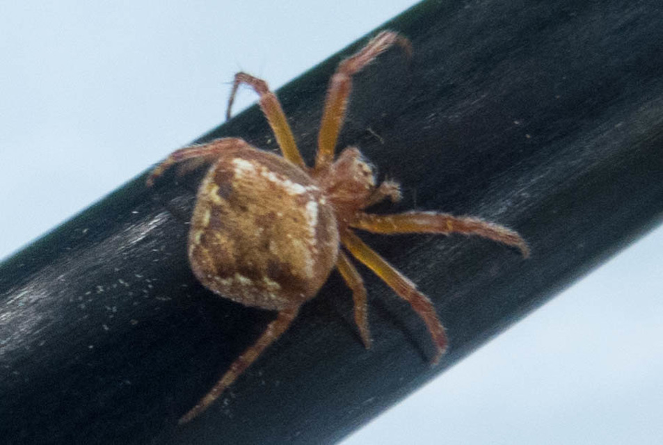 Araneus triguttatus/sturmi