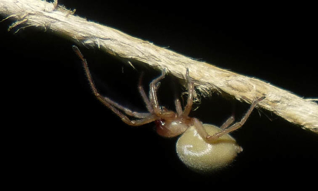 Cheiracanthium
