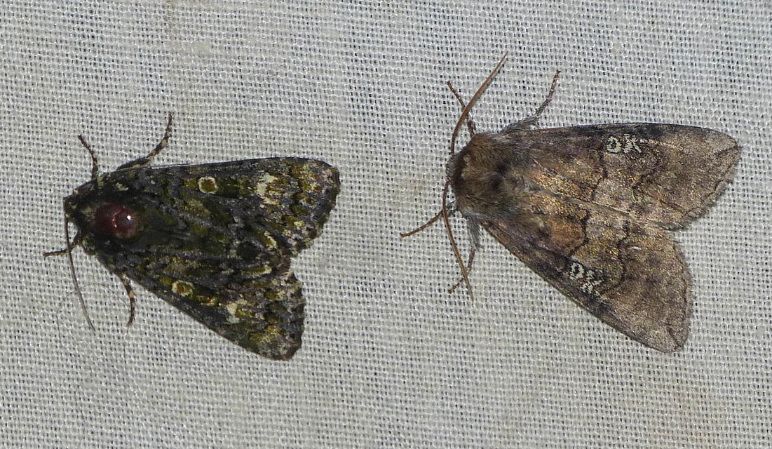 Craniophora ligustri - fagyalbagoly