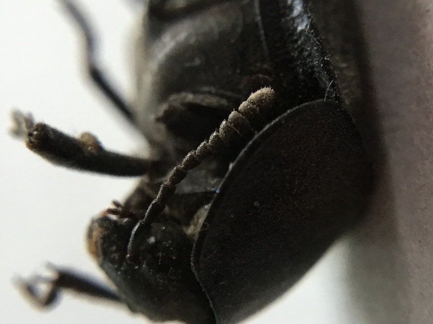 Silpha tristis - szemecskés dögbogár