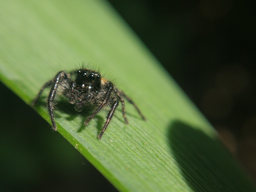 Carrhotus xanthogramma - rozsdás ugrópók