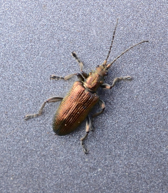 Plateumaris sericea - selymes nádbogár