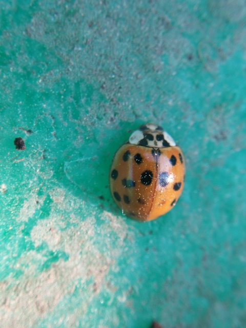 Harmonia axyridis - harlekinkatica