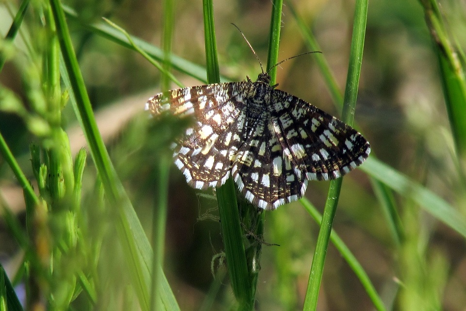 Chiasmia clathrata - rácsos rétiaraszoló