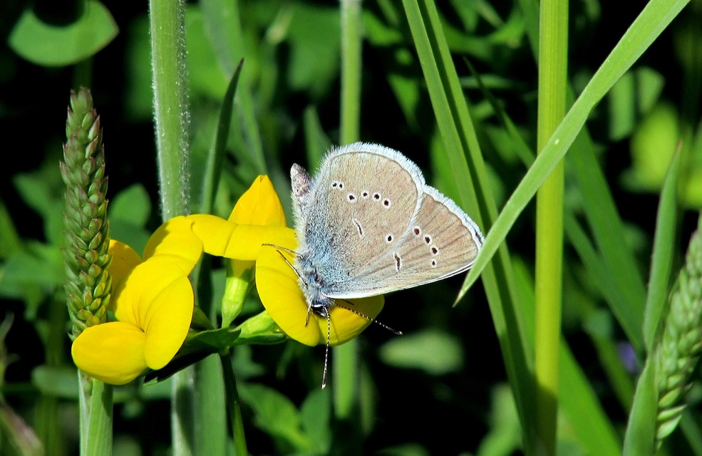 Cyaniris semiargus - aprószemes boglárka