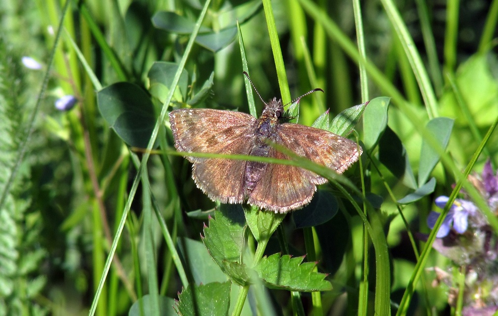 Erynnis tages - cigánylepke
