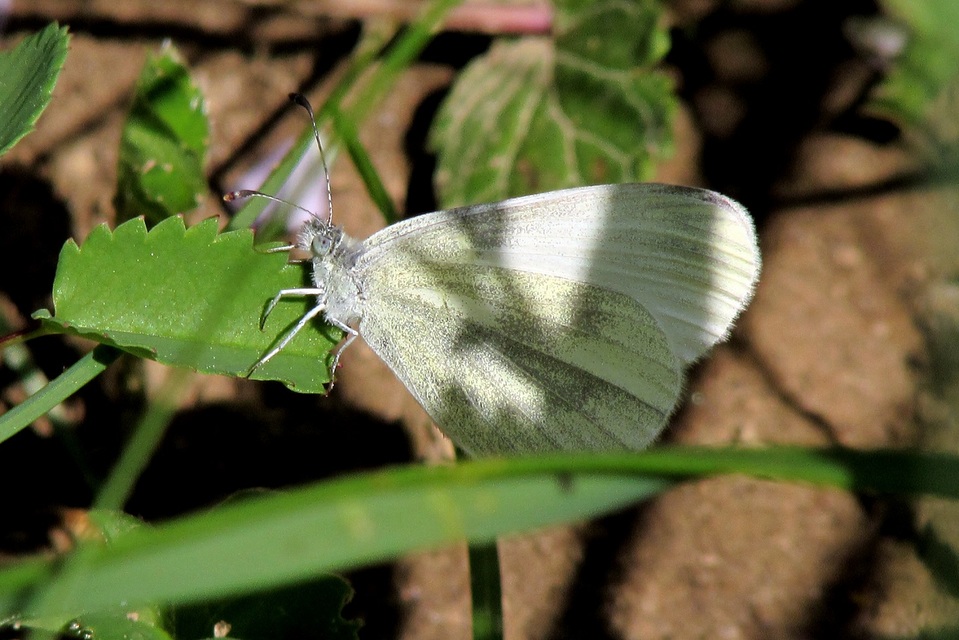 Leptidea sinapis - mustárlepke