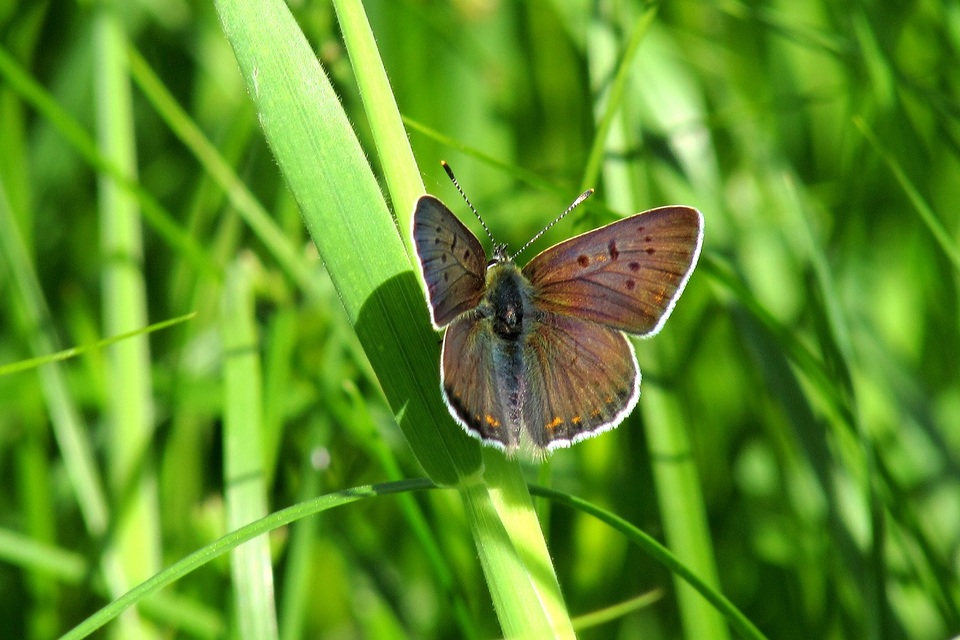 Lycaena tityrus - barna tűzlepke