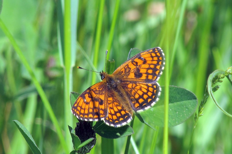 Melitaea athalia - közönséges tarkalepke