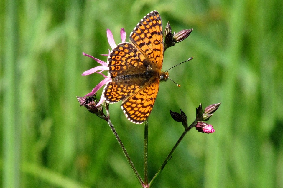 Melitaea cinxia - réti tarkalepke