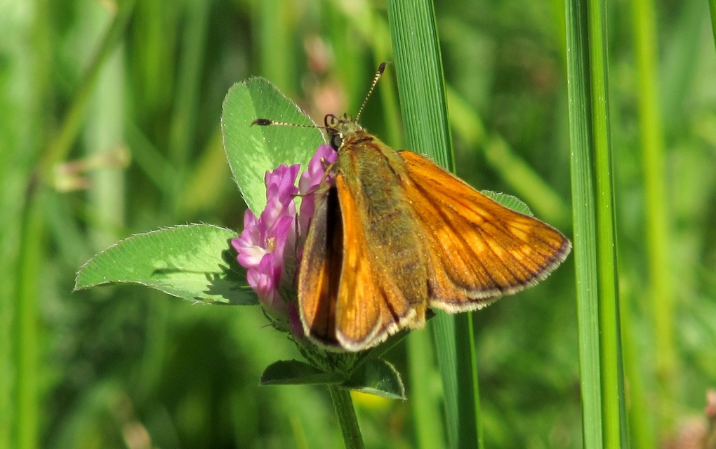 Ochlodes sylvanus - erdei busalepke