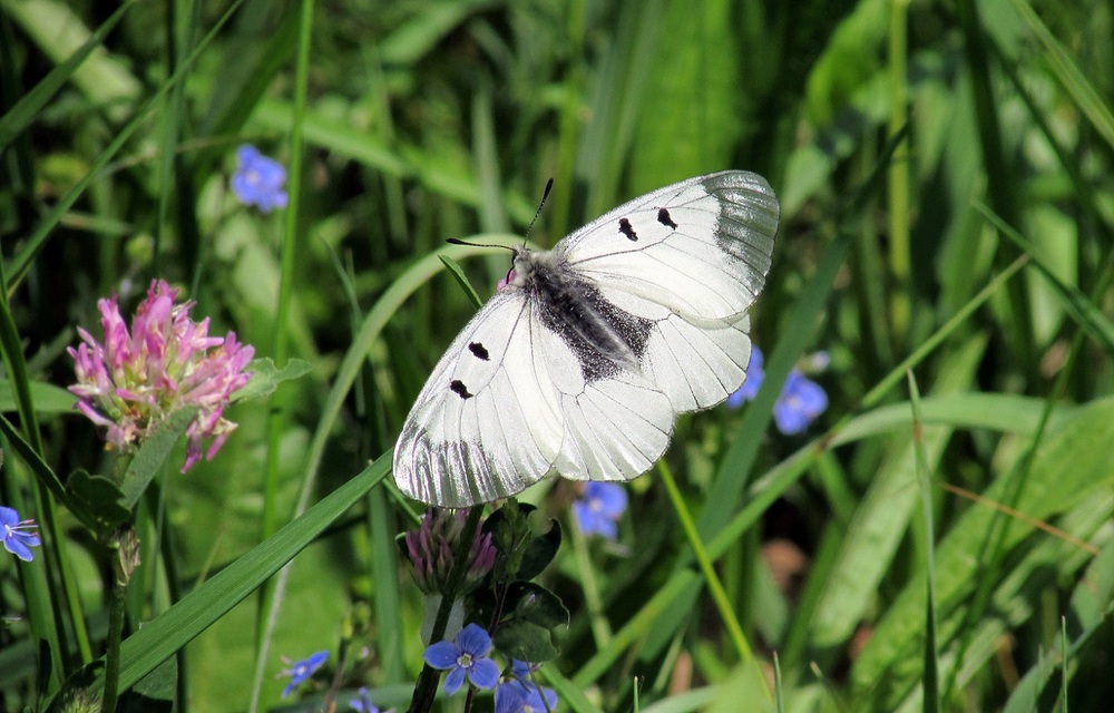 Parnassius mnemosyne - kis apollólepke