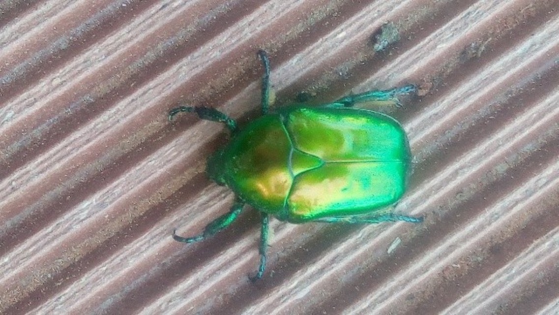 Protaetia speciosissima - pompás virágbogár