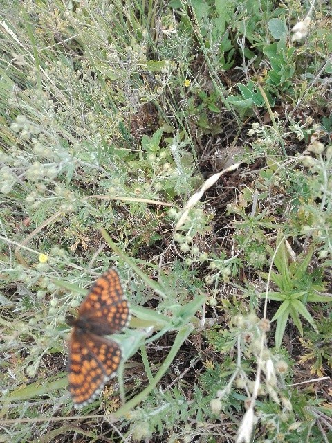 Melitaea athalia - közönséges tarkalepke