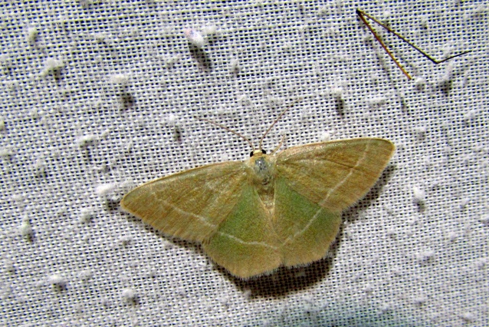 Chlorissa cloraria - sárgászöld araszoló