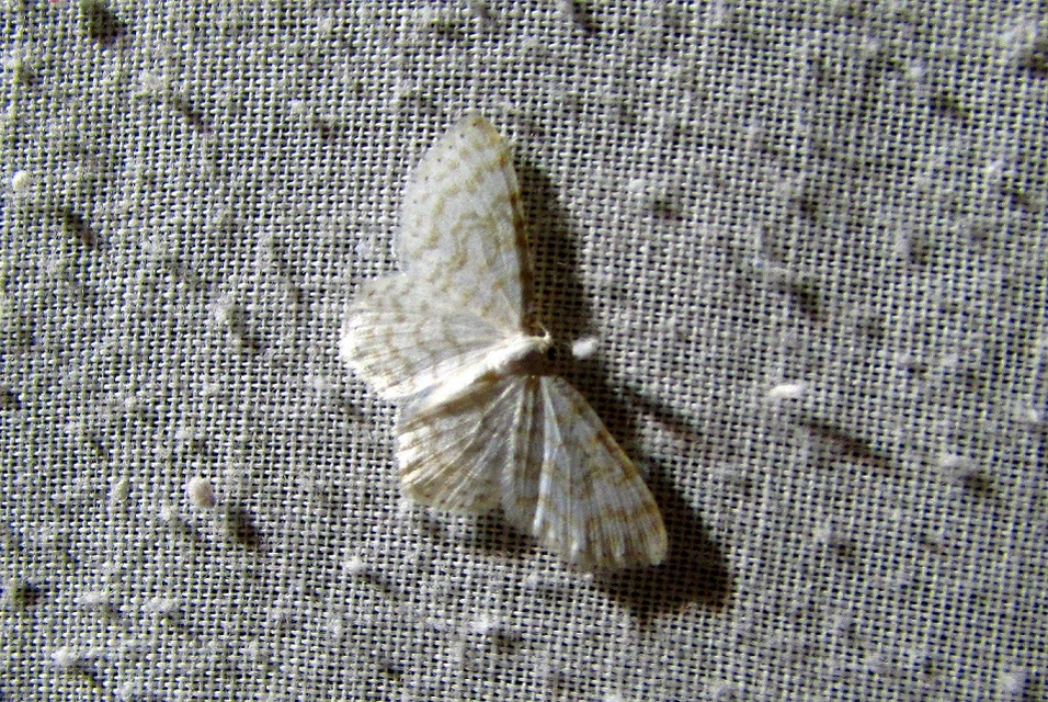 Asthena albulata - gyertyán-fehéraraszoló