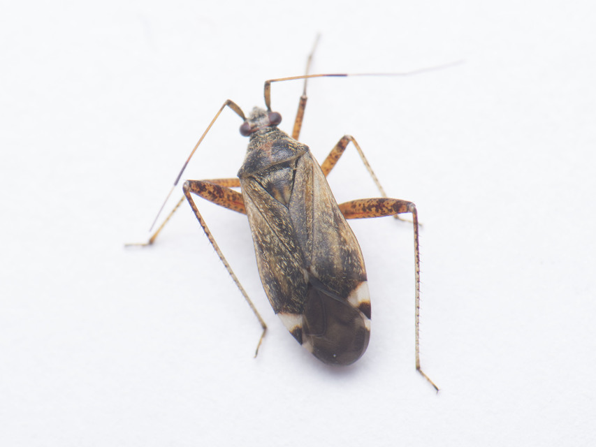 Closterotomus fulvomaculatus - komlópoloska Closterotomus fulvomaculatus - komlópoloska