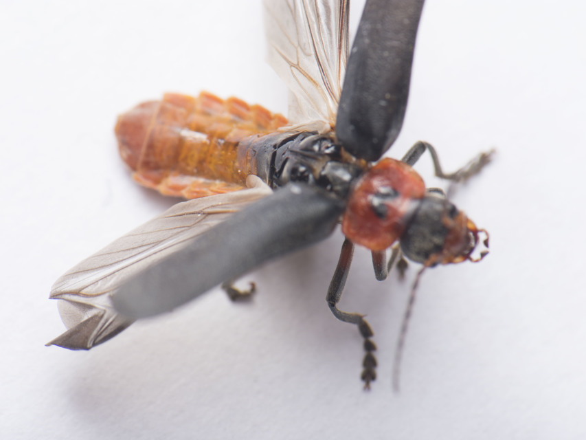Cantharis rustica - suszterbogár