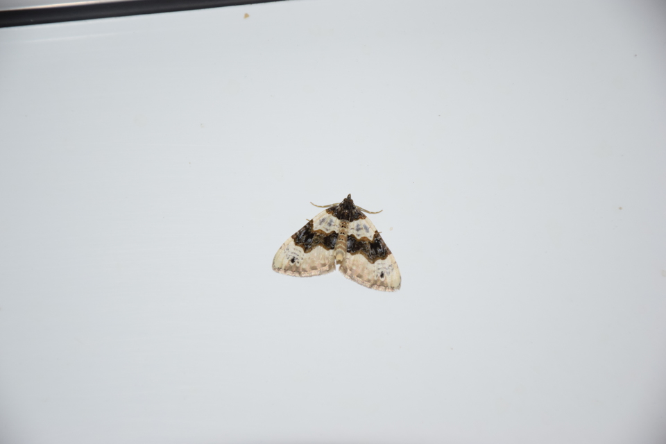 Cosmorhoe ocellata - szemes galajaraszoló