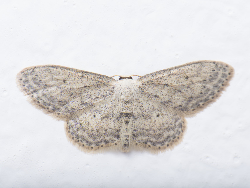Idaea seriata - szürke apróaraszoló