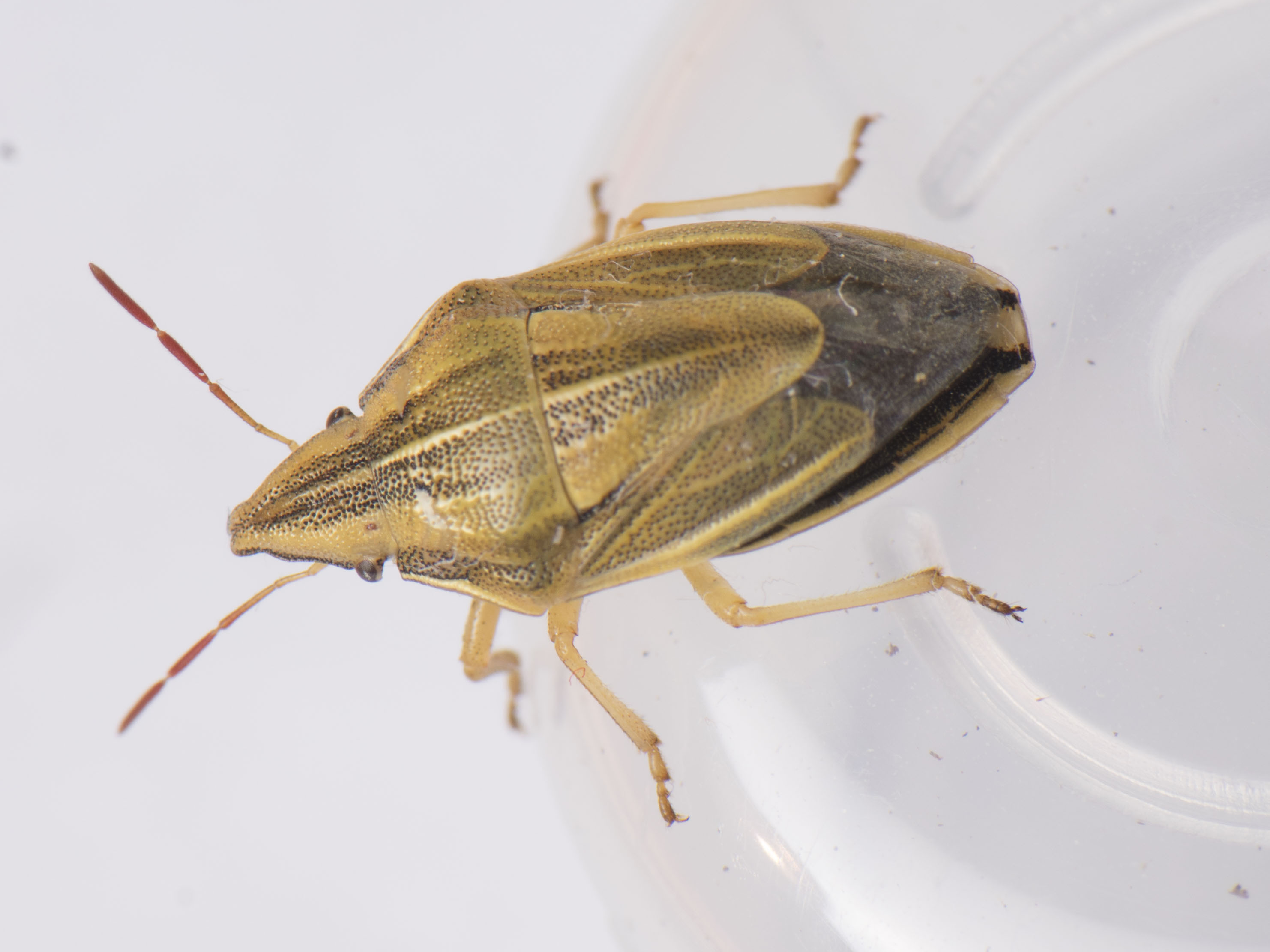 Aelia acuminata - közönséges szipolypoloska