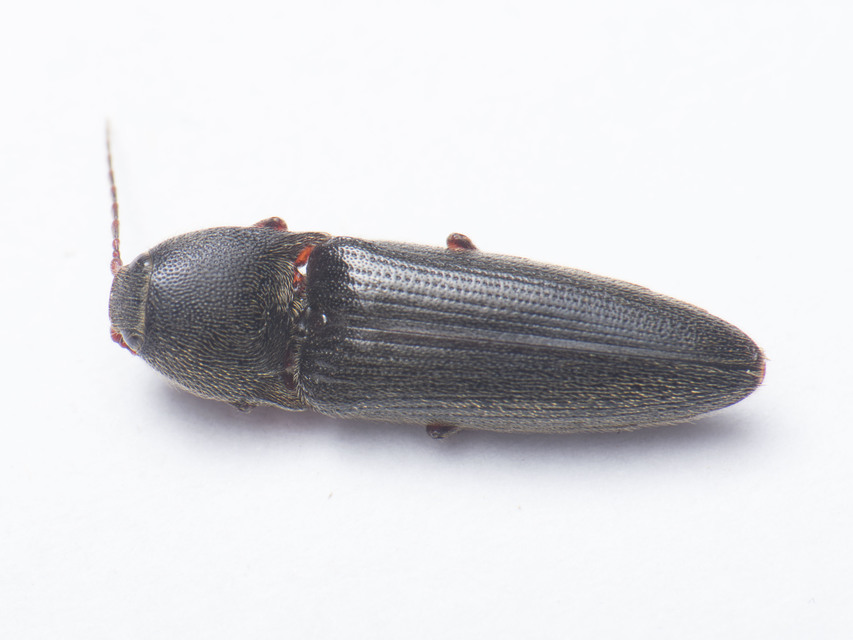 Melanotus crassicollis - vállas gyászpattanó