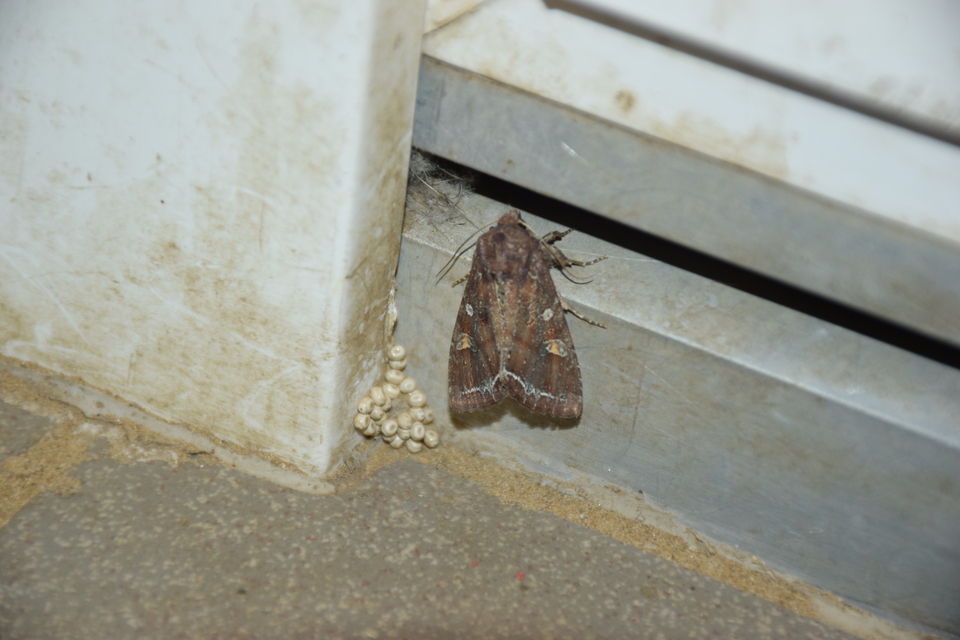Lacanobia oleracea - saláta-kertibagoly