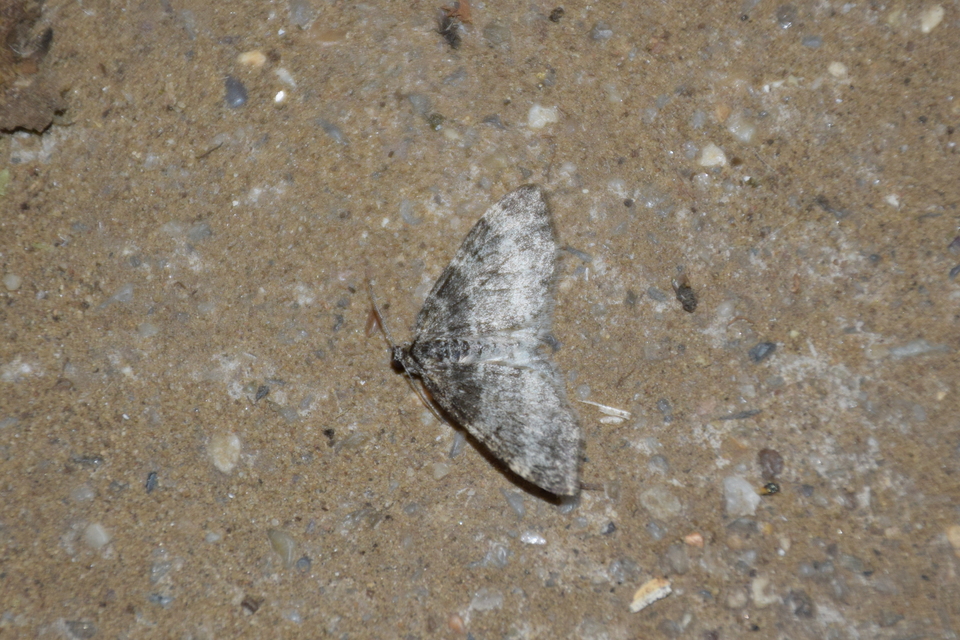 Lobophora halterata - szárnyfüggelékes araszoló