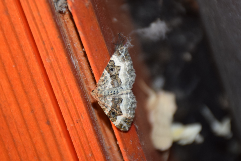 Epirrhoe alternata - galaj-tarkaaraszoló