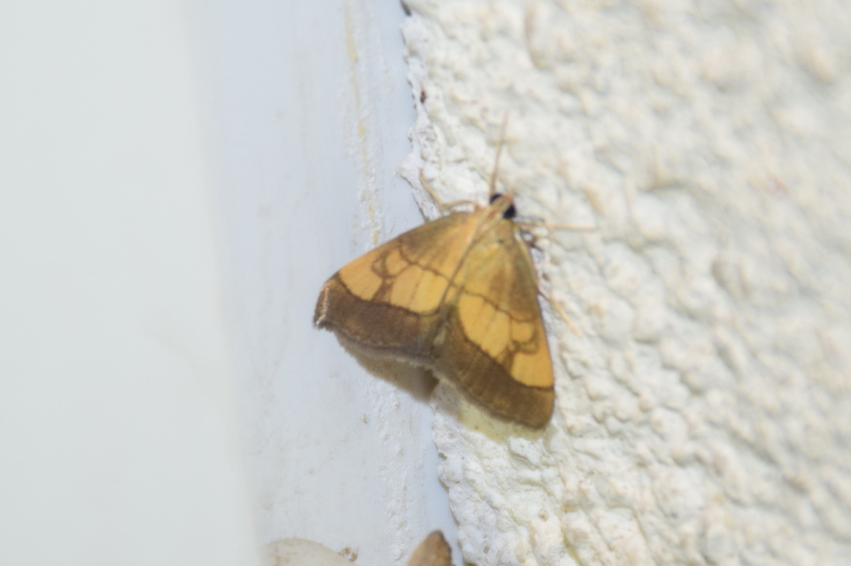 Evergestis limbata - közönséges dudvamoly