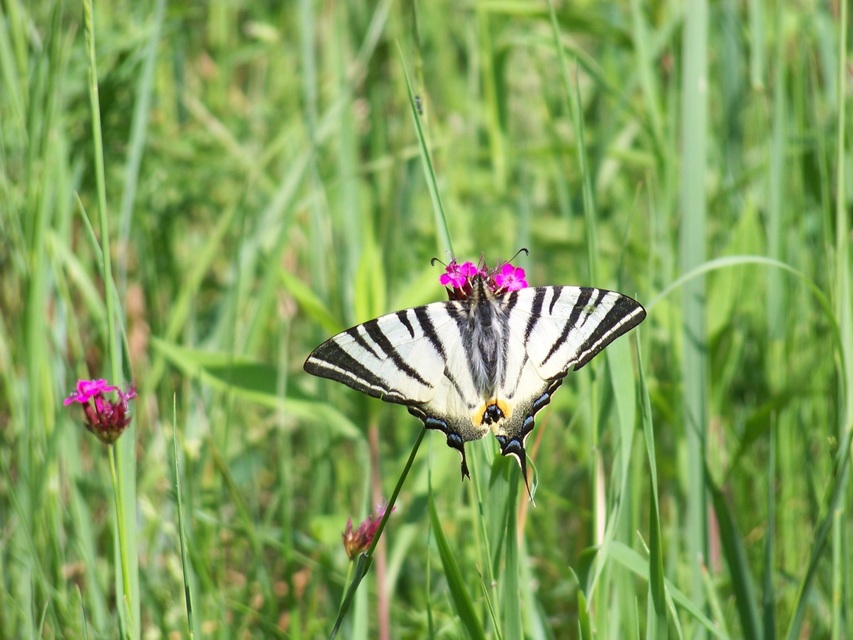 Iphiclides podalirius - kardoslepke