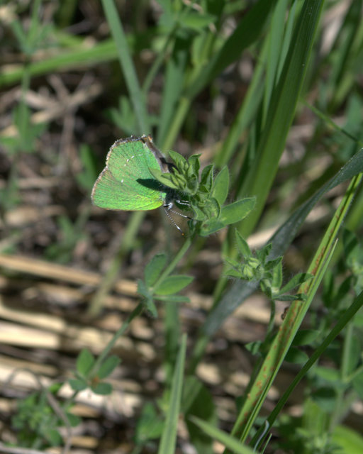 Callophrys rubi - zöldfonákú lepke