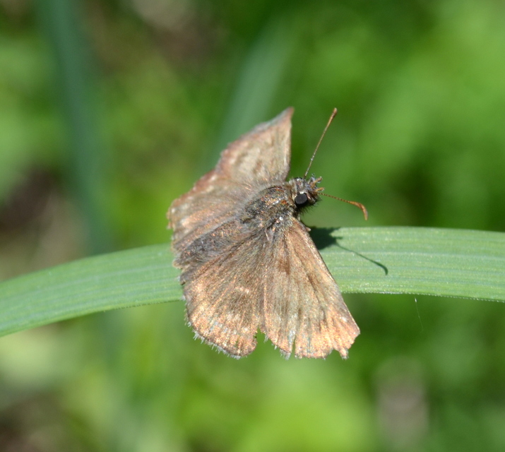 Erynnis tages - cigánylepke