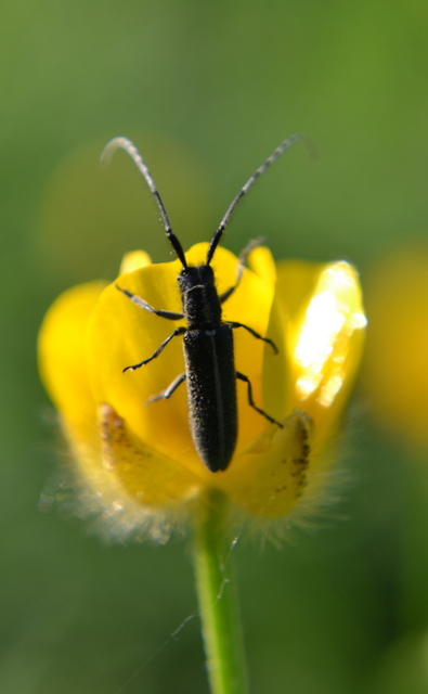 Agapanthia cardui - sávos bogáncscincér