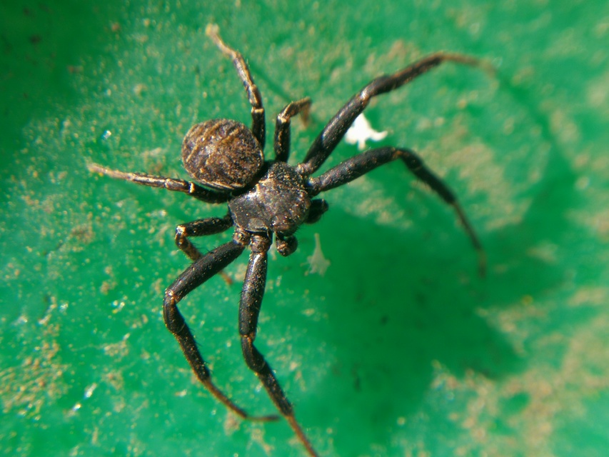 Xysticus