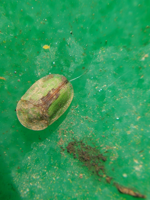 Cassida