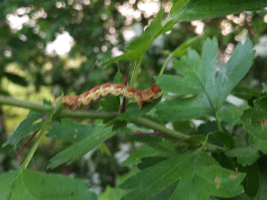 Erannis defoliaria - nagy téliaraszoló