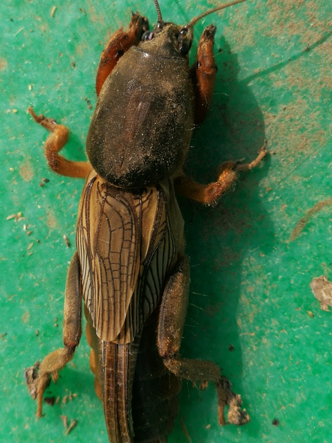 Gryllotalpa