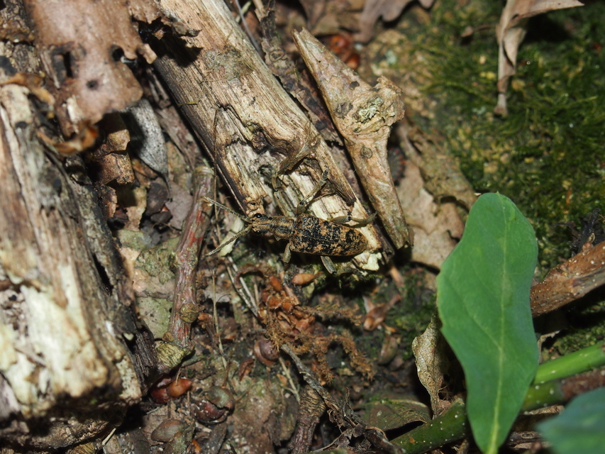 Rhagium sycophanta - tölgyes-tövisescincér
