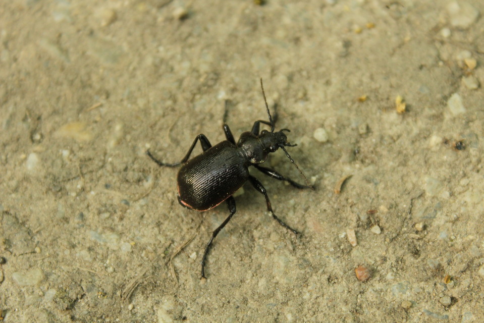 Calosoma inquisitor - kis bábrabló