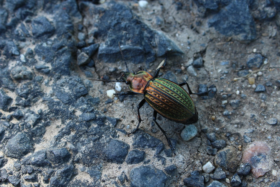 Carabus ulrichii - rezes futrinka