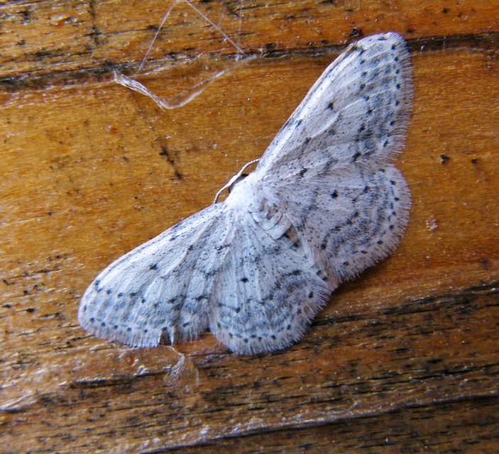 Idaea seriata - szürke apróaraszoló