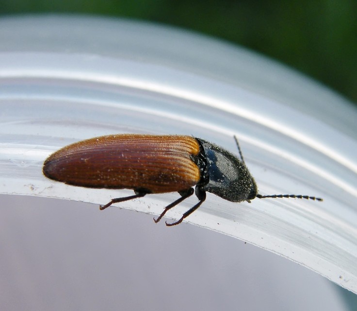 Ampedus pomorum - rozsdás pattanó